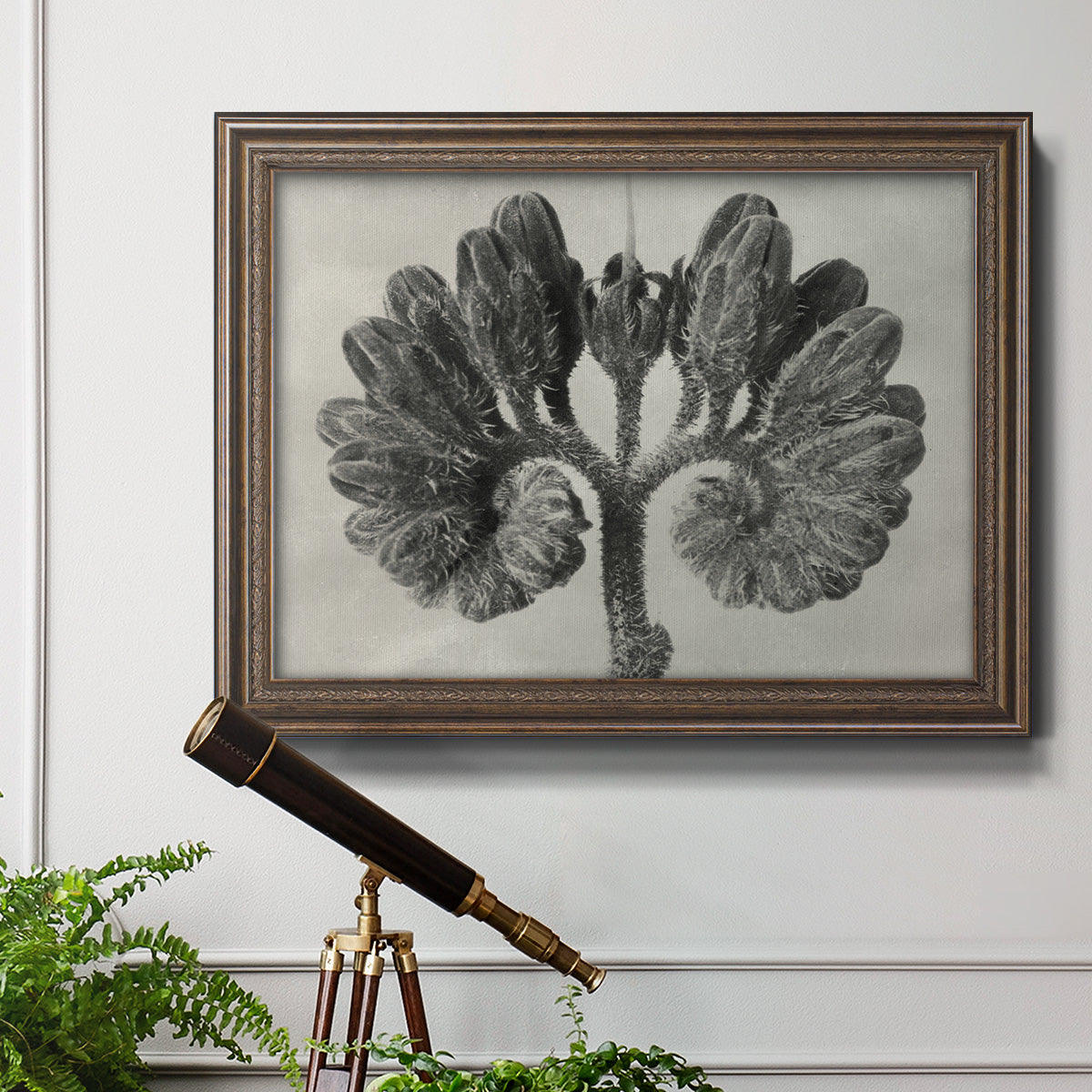 Blossfeldt Botanical VIII Premium Framed Canvas- Ready to Hang