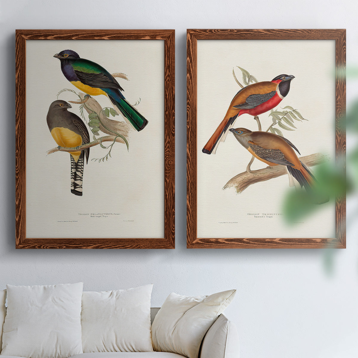 Elegant Trogons III - Premium Framed Canvas 2 Piece Set - Ready to Hang