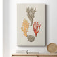 Knorr Shells & Coral IV Premium Gallery Wrapped Canvas - Ready to Hang