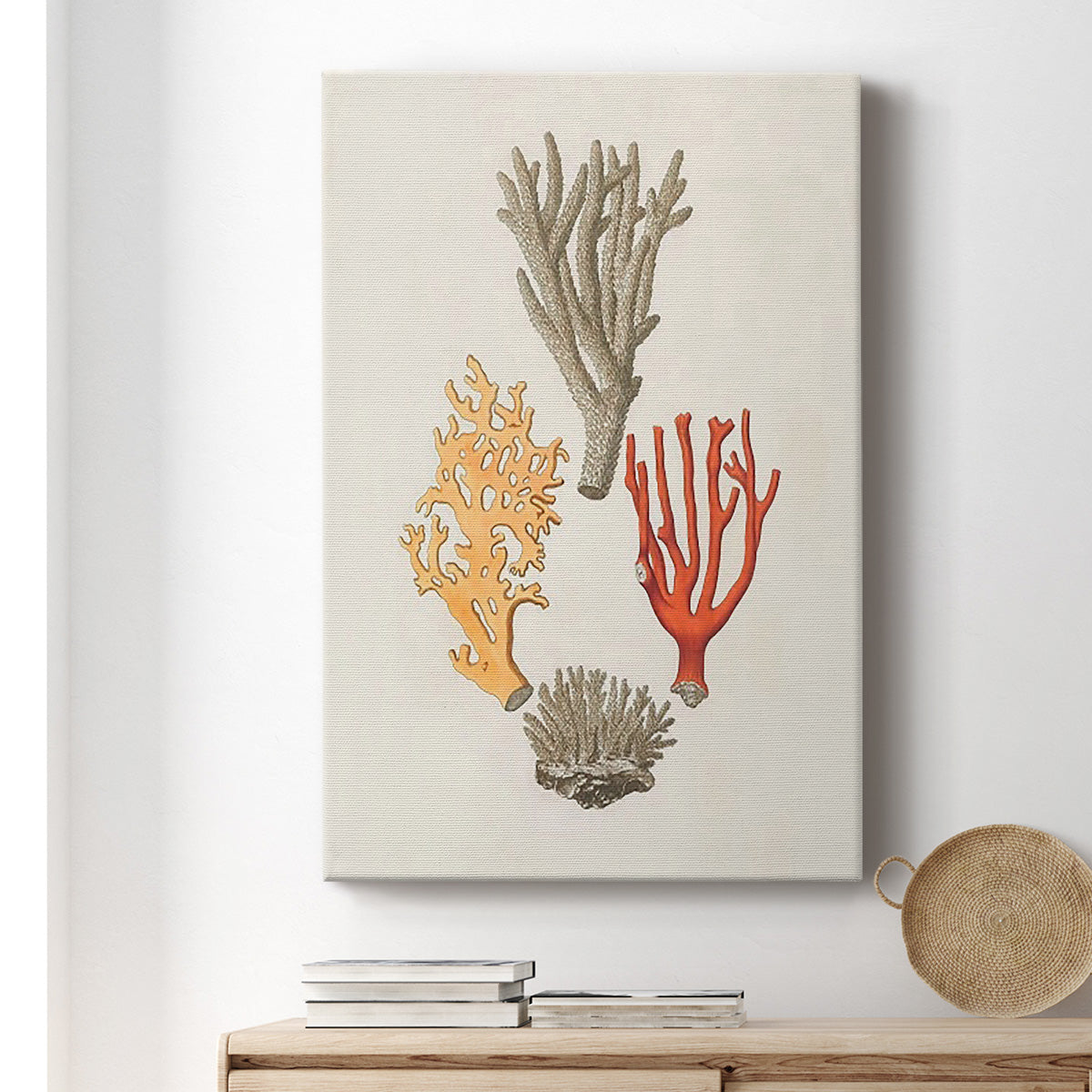 Knorr Shells & Coral IV Premium Gallery Wrapped Canvas - Ready to Hang