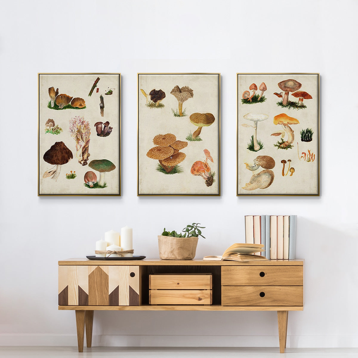 Mushroom Species I - Framed Premium Gallery Wrapped Canvas L Frame 3 Piece Set - Ready to Hang