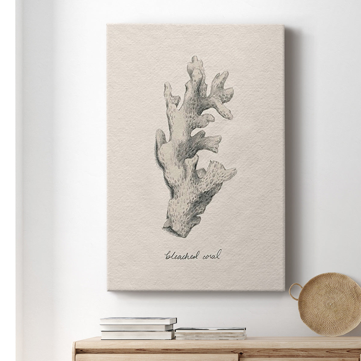 Shore Treasure Study II - Canvas Art Print