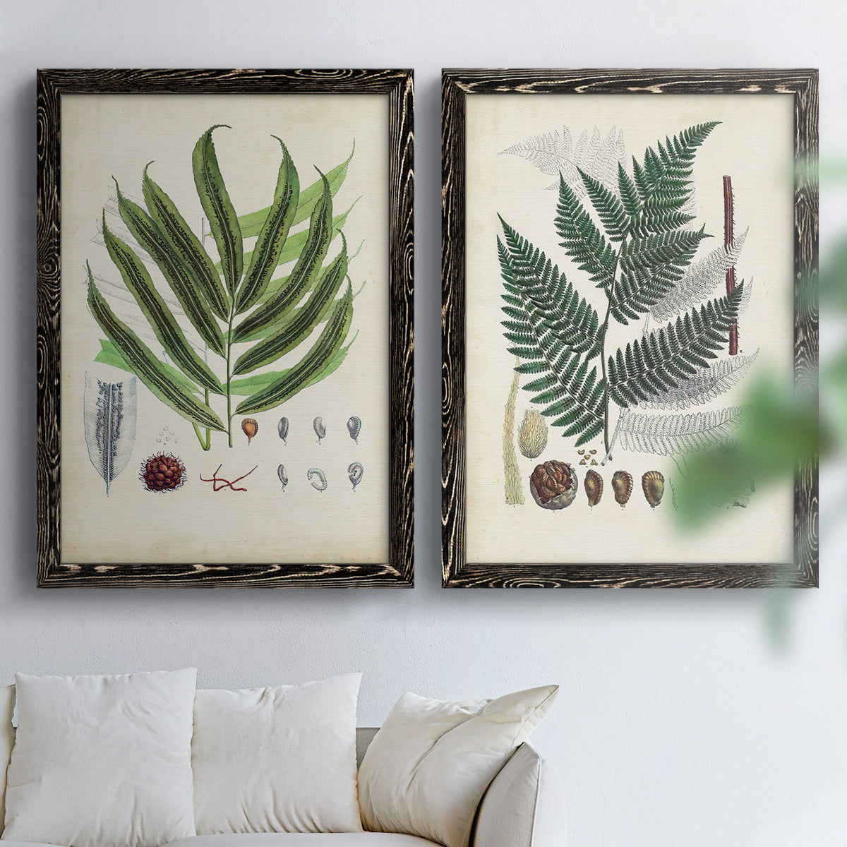 Set of two black barnwood framed canvas prints depicting varied green fronds, roots, spores, and archival labels arranged across two complementary compositions above a sofa in a bright living space.