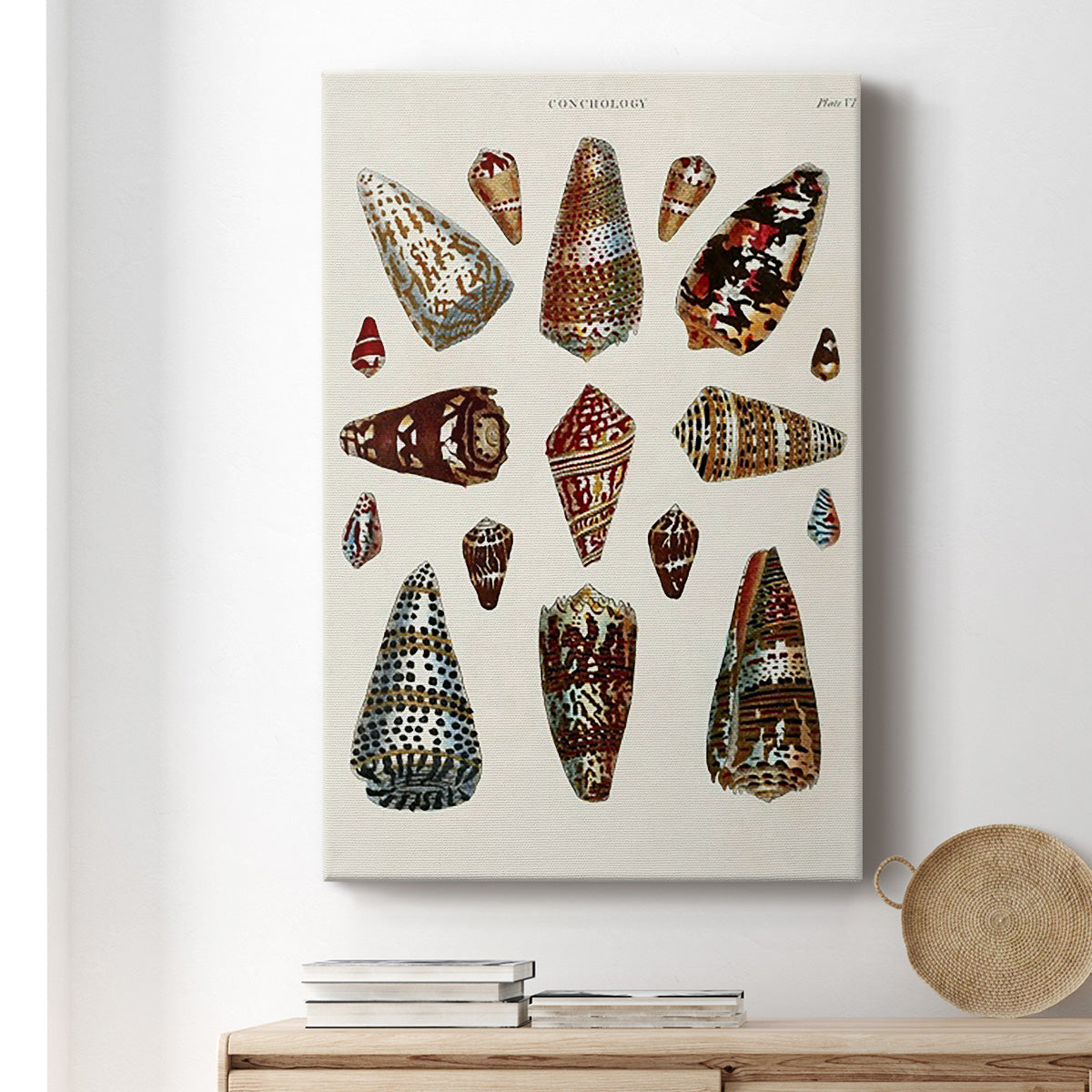 Spiral Shell Formation V - Canvas Art Print