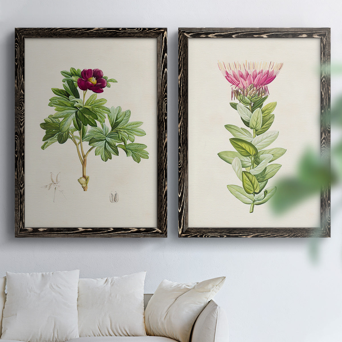 Set of two black barnwood framed canvas prints depicting peonies thistles leafy stems and archival cream paper arranged across two complementary compositions above a sofa in a bright living space.