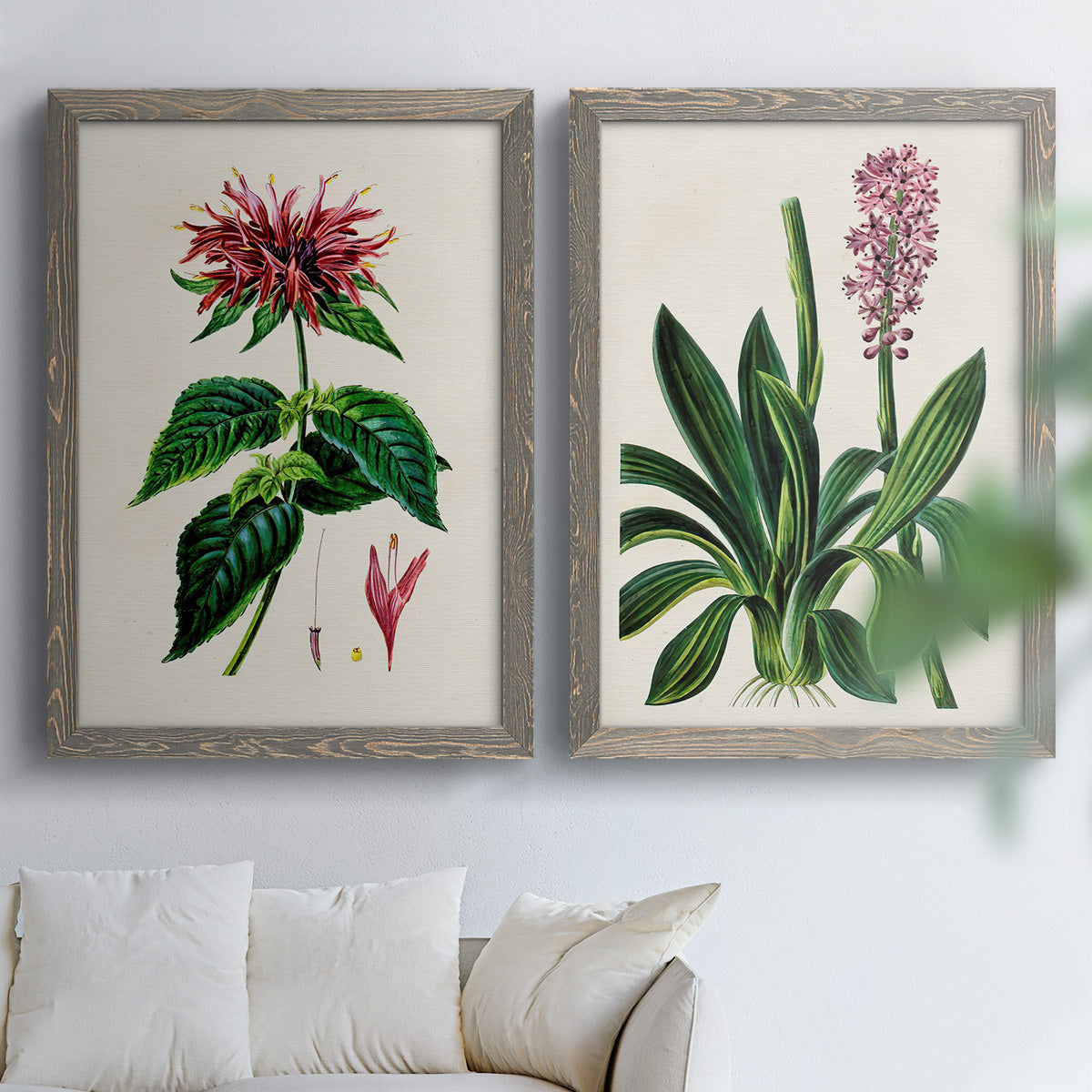 Set of two gray barnwood framed canvas prints depicting detailed blossoms, leaves, roots, and archival cream grounds arranged across two complementary compositions above a sofa in a bright living space.
