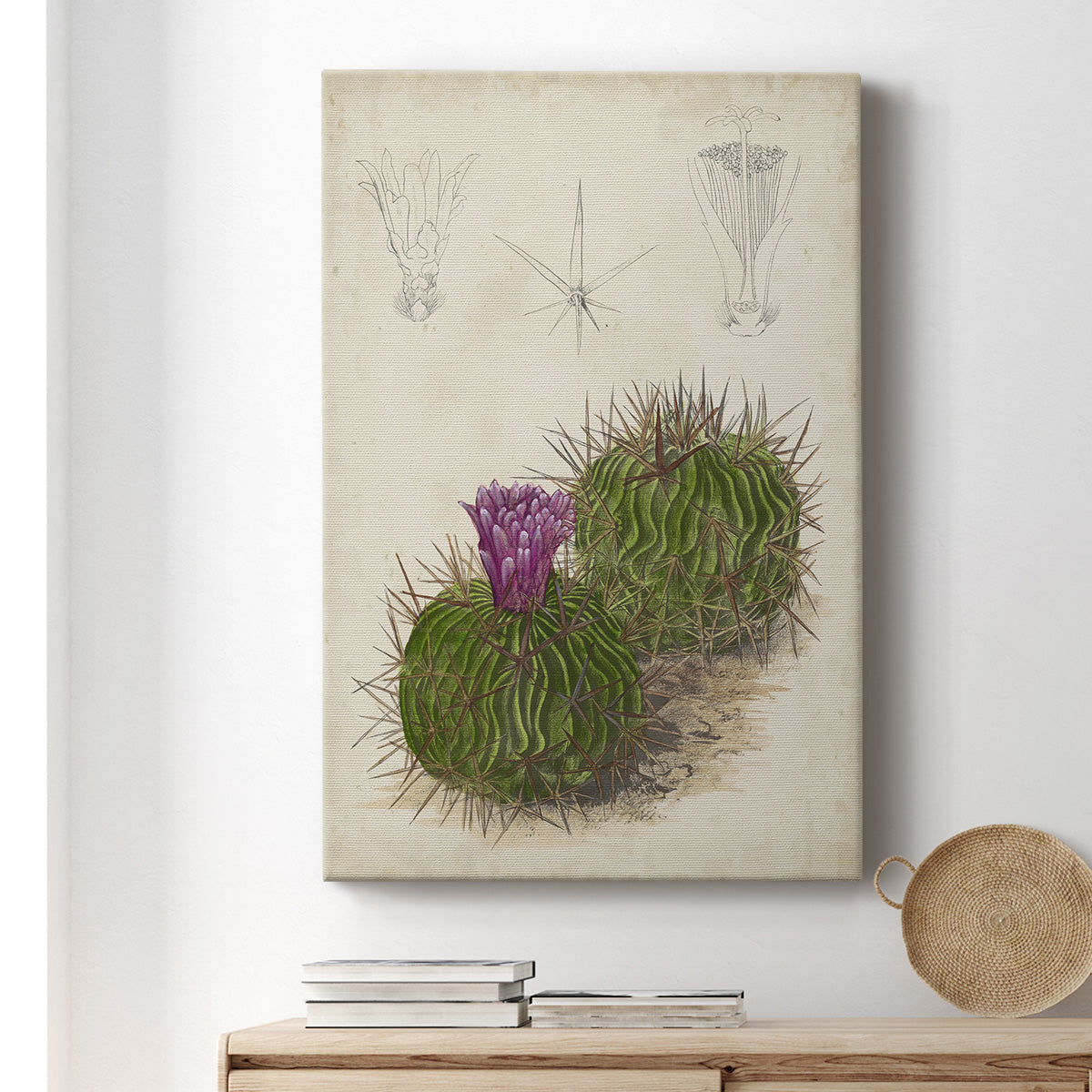 Antique Cactus II Premium Gallery Wrapped Canvas - Ready to Hang