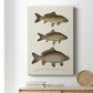 Species of Antique Fish I Premium Gallery Wrapped Canvas - Ready to Hang