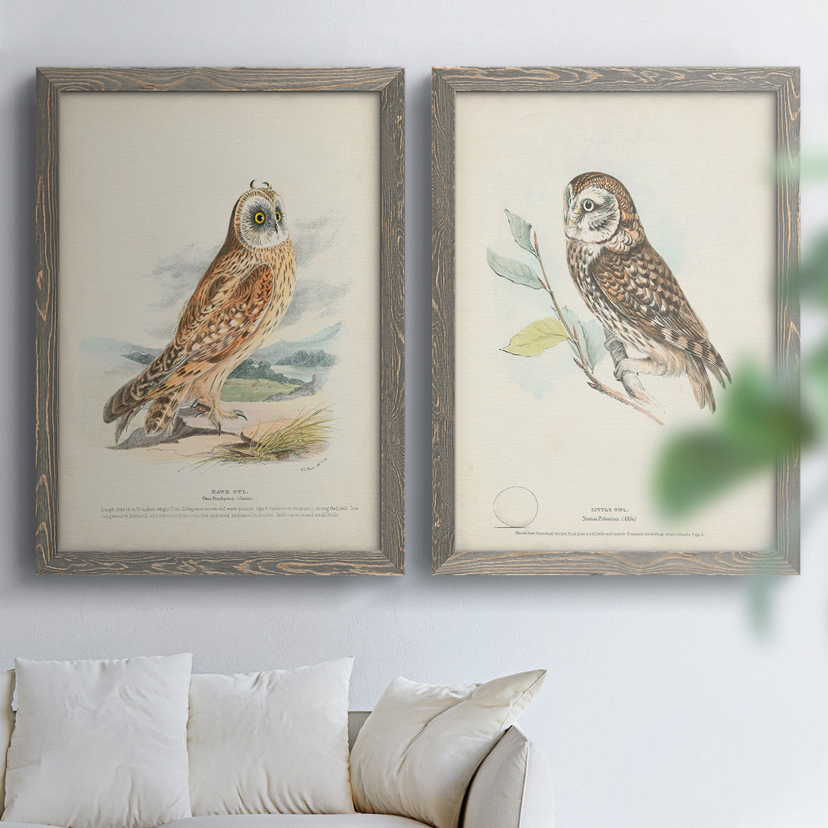 Hawk Owl - Premium Framed Canvas 2 Piece Set - Ready to Hang