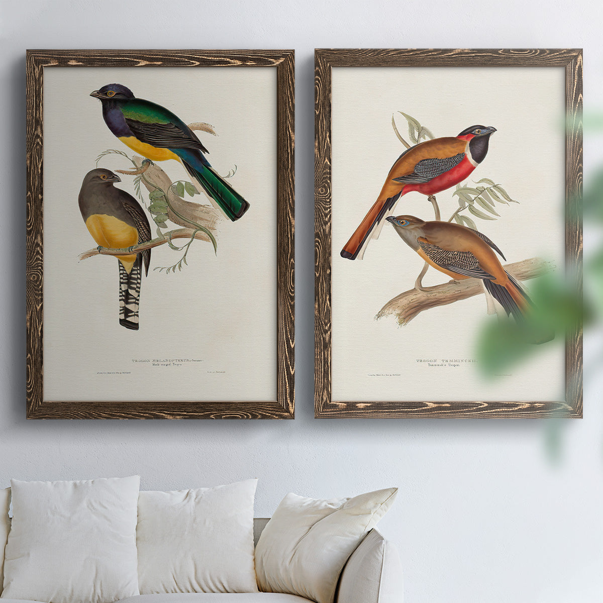 Elegant Trogons III - Premium Framed Canvas 2 Piece Set - Ready to Hang