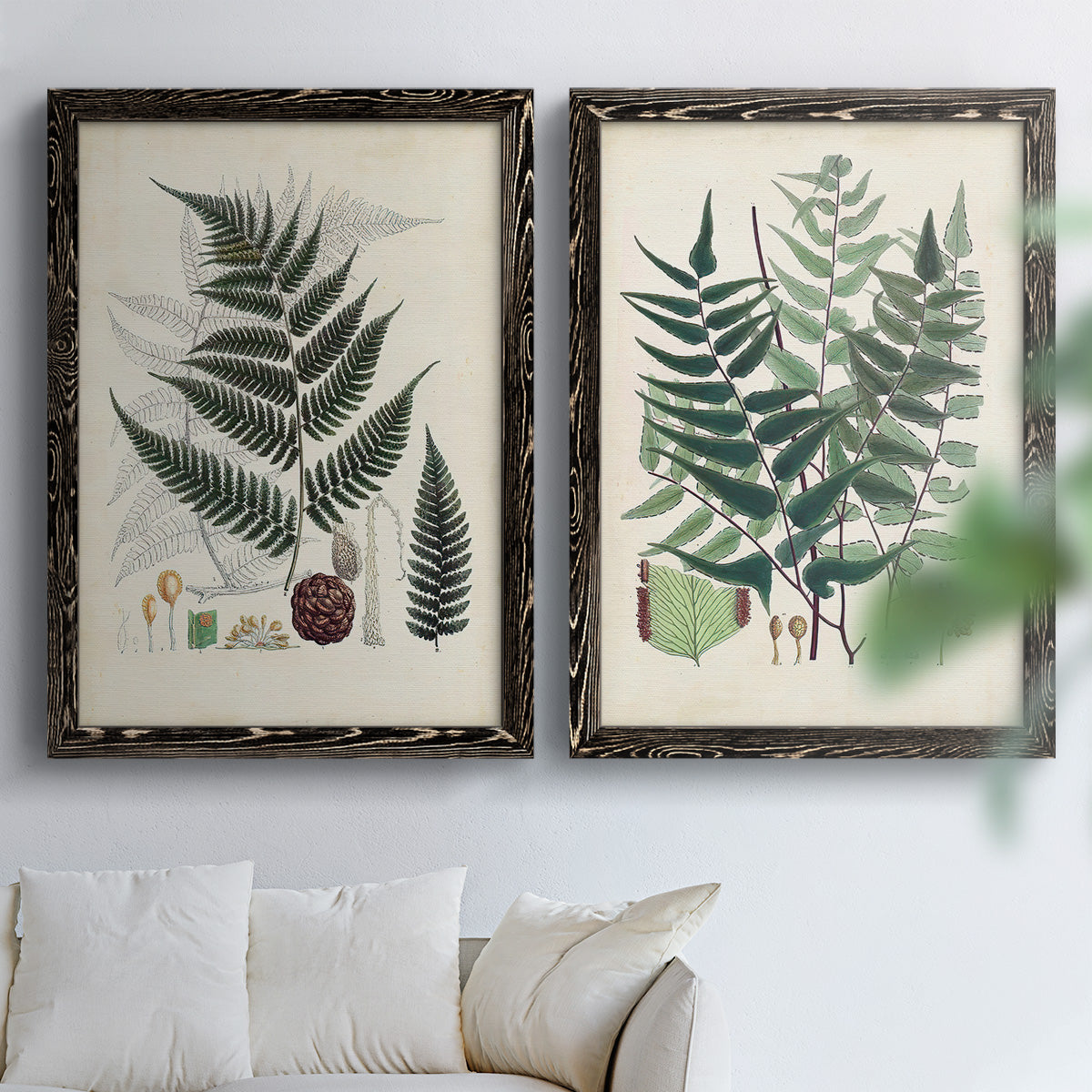 Set of two black barnwood framed canvas prints depicting varied green fronds, roots, spores, and archival labels arranged across two complementary compositions above a sofa in a bright living space.