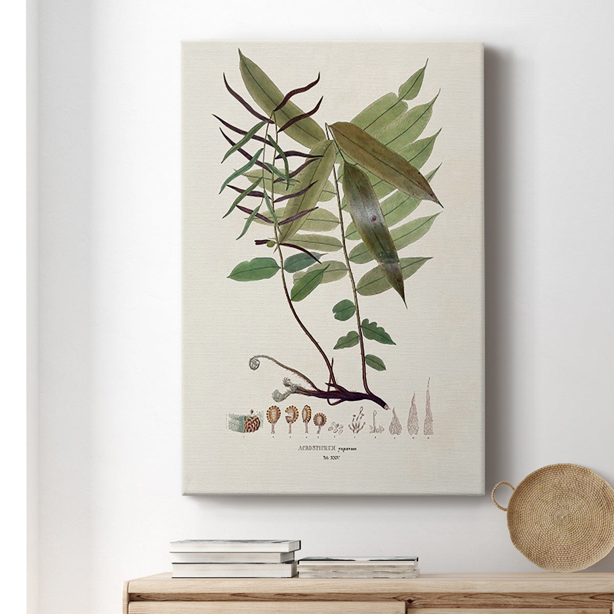 Botanical Society Ferns VI - Canvas Art Print