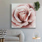 Pink Rose II - Canvas Art Print