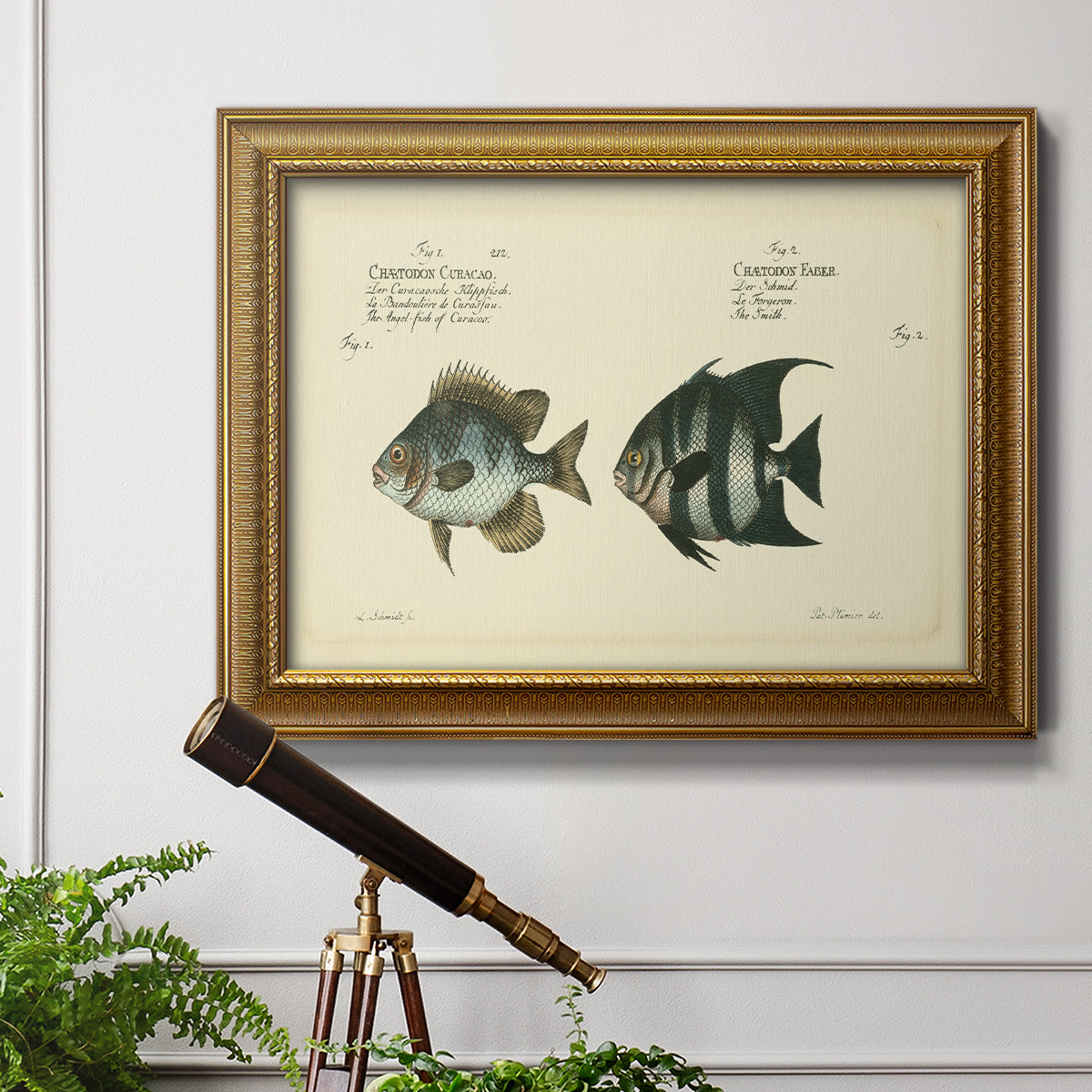 Bloch Antique Fish II Premium Framed Canvas- Ready to Hang