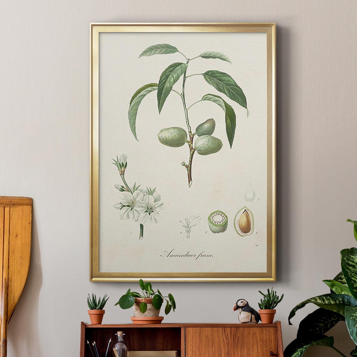 Antique Almond Botanical I - Modern Framed Canvas Print