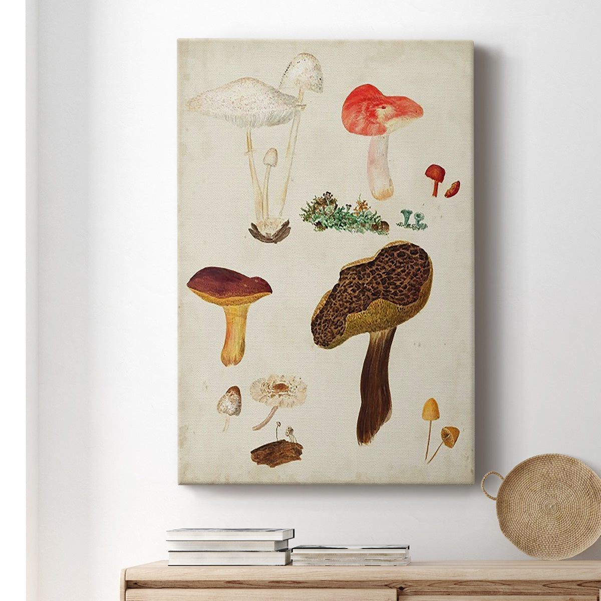 Mushroom Species XI - Canvas Art Print