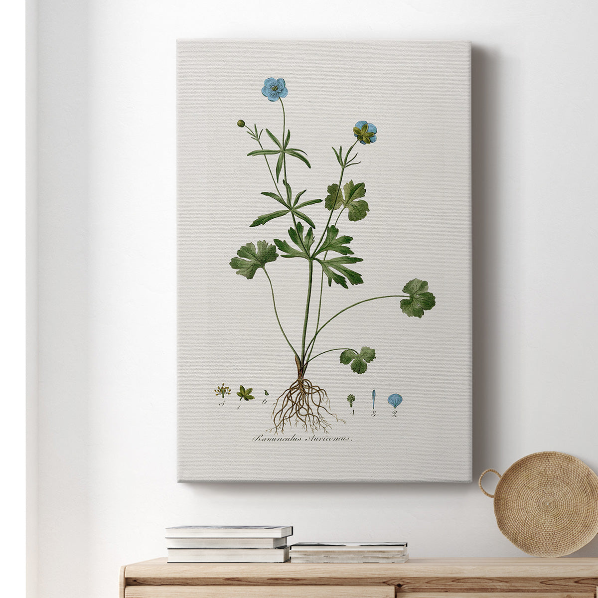 Buttercup Study - Canvas Art Print