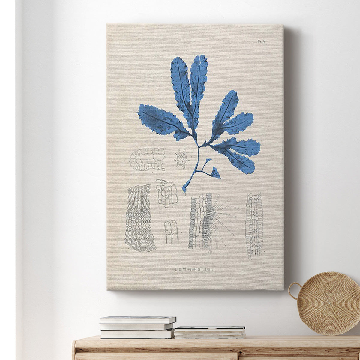 Blue Marine Algae VII - Canvas Art Print
