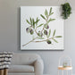 Olive Branch II - Canvas Art Print