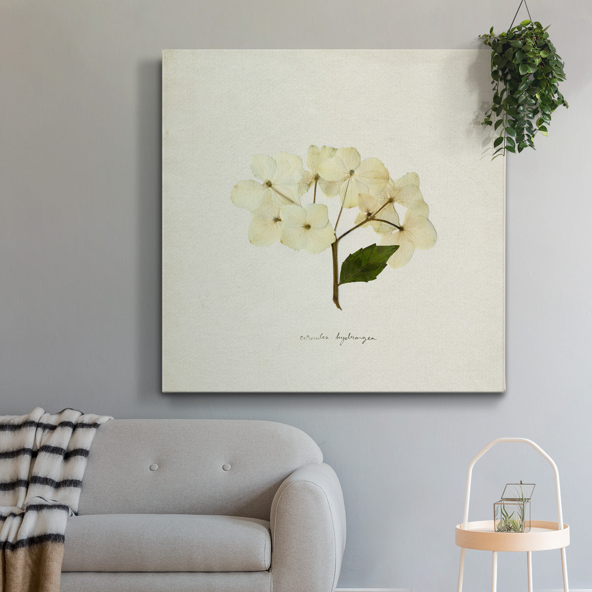 Cornales Hydrangea II - Canvas Art Print