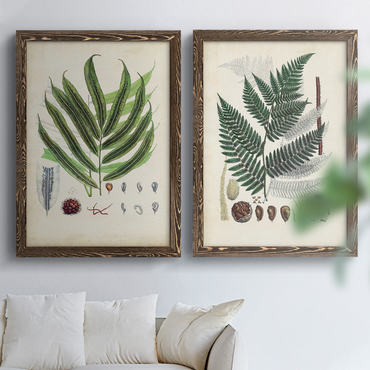Set of two walnut barnwood framed canvas prints depicting varied green fronds, roots, spores, and archival labels arranged across two complementary compositions above a sofa in a bright living space.