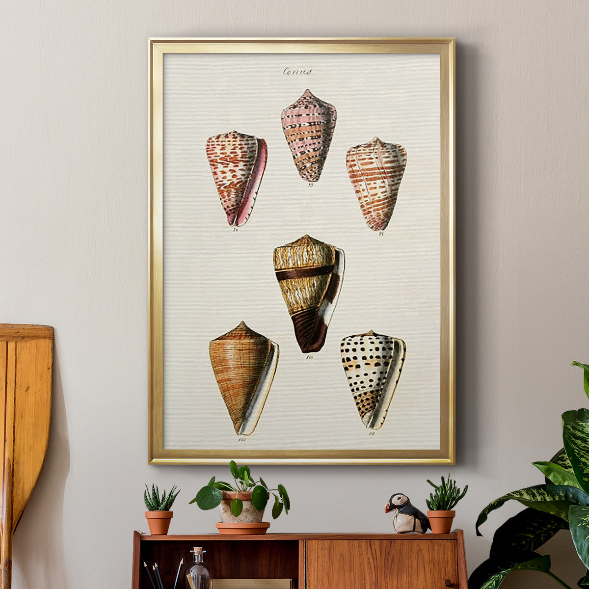 Cone Shell Collection IV - Modern Framed Canvas Print