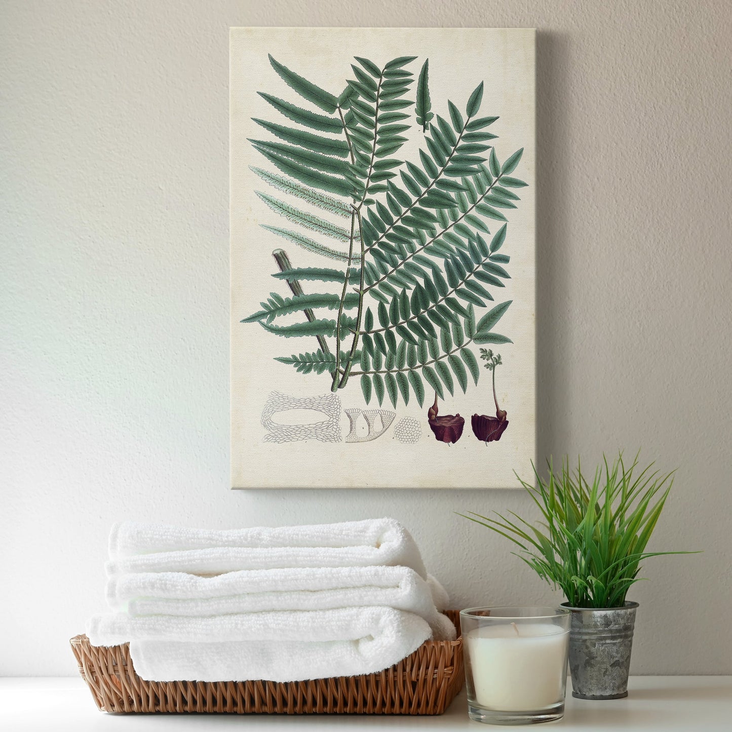 Collected Ferns VIII Premium Gallery Wrapped Canvas - Ready to Hang