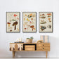 Mushroom Species VI - Framed Premium Gallery Wrapped Canvas L Frame 3 Piece Set - Ready to Hang