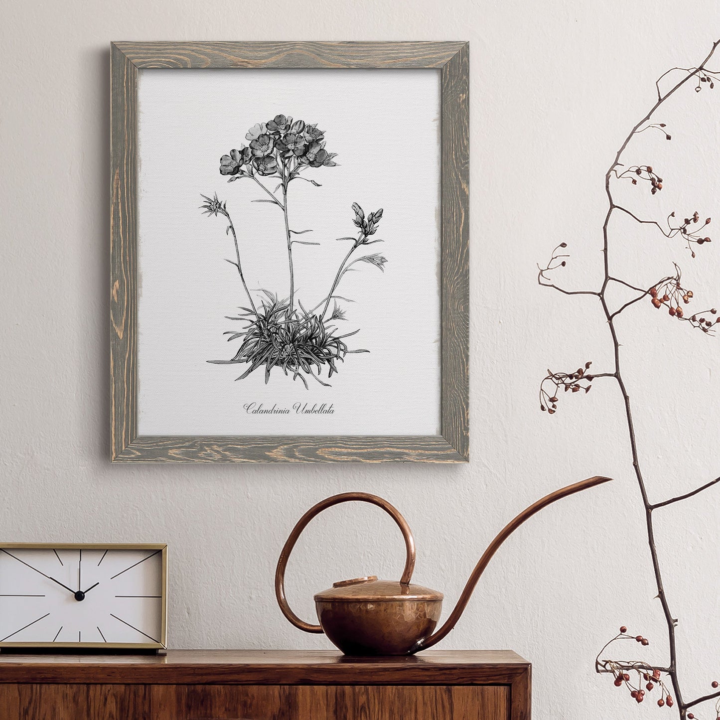 Simply Caladrinia - Premium Canvas Framed in Barnwood - Ready to Hang