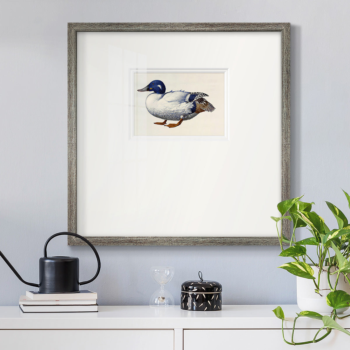 White and Blue Mallard Premium Framed Print Double Matboard