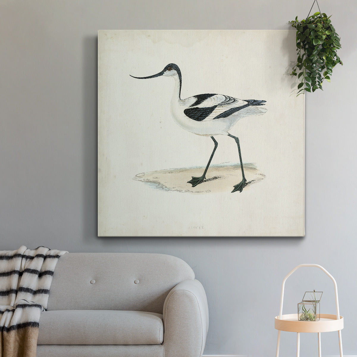 Morris Sandpipers IV - Canvas Art Print