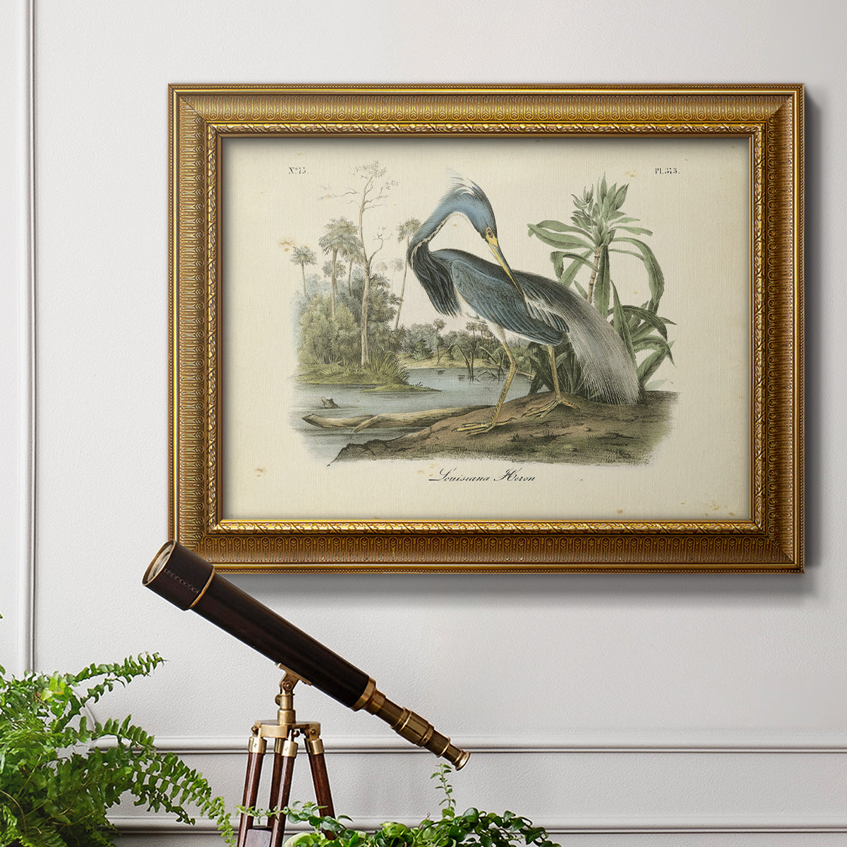 Audubons Louisiana Heron Premium Framed Canvas- Ready to Hang