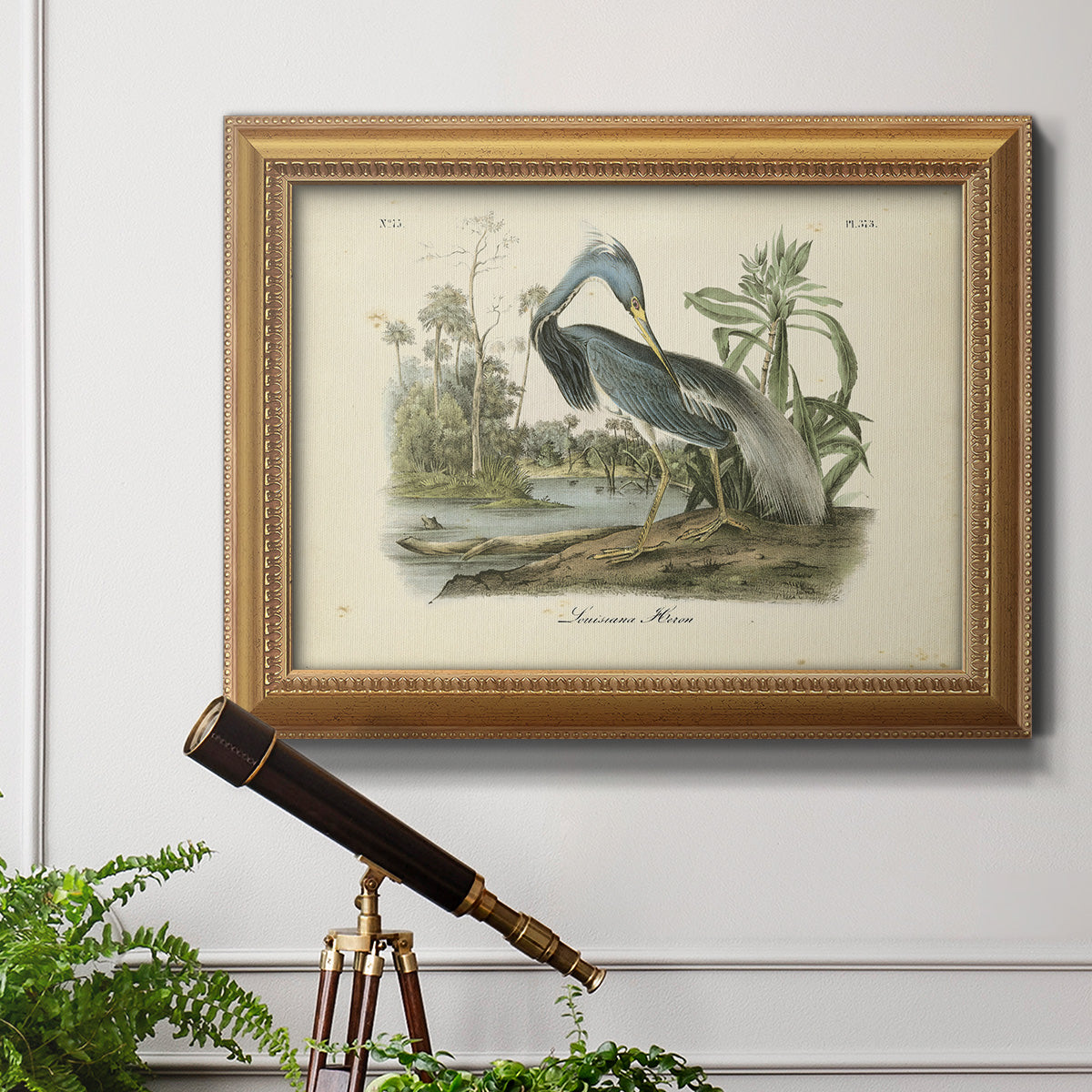 Audubons Louisiana Heron Premium Framed Canvas- Ready to Hang