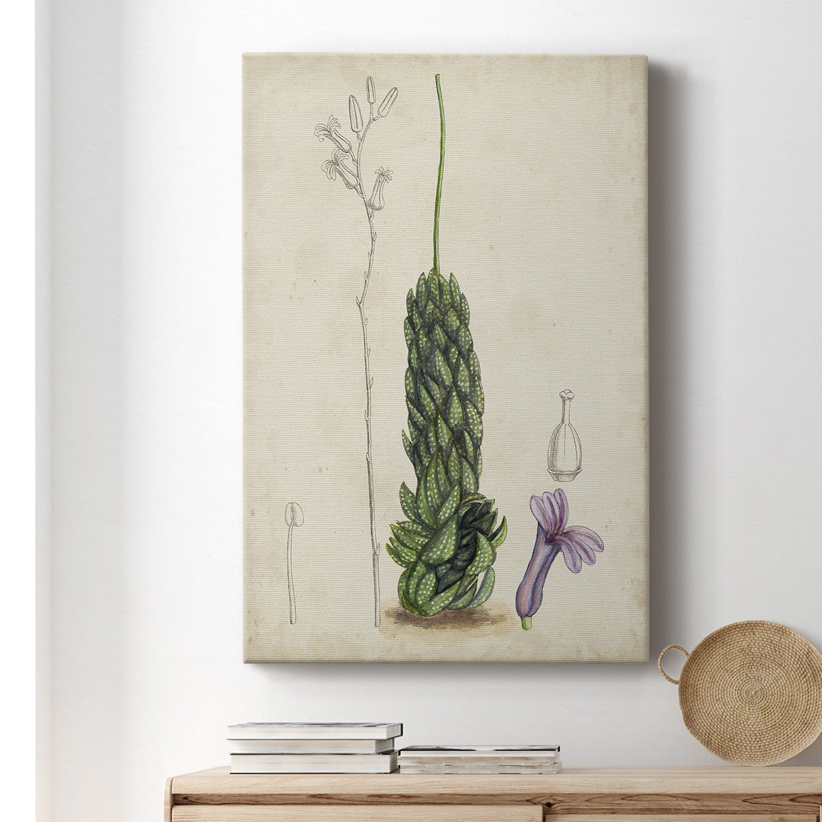 Antique Cactus IV Premium Gallery Wrapped Canvas - Ready to Hang