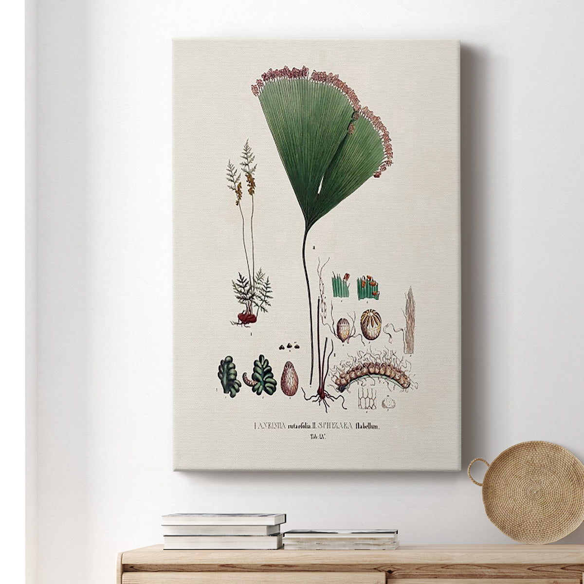 Botanical Society Ferns IX Premium Gallery Wrapped Canvas - Ready to Hang