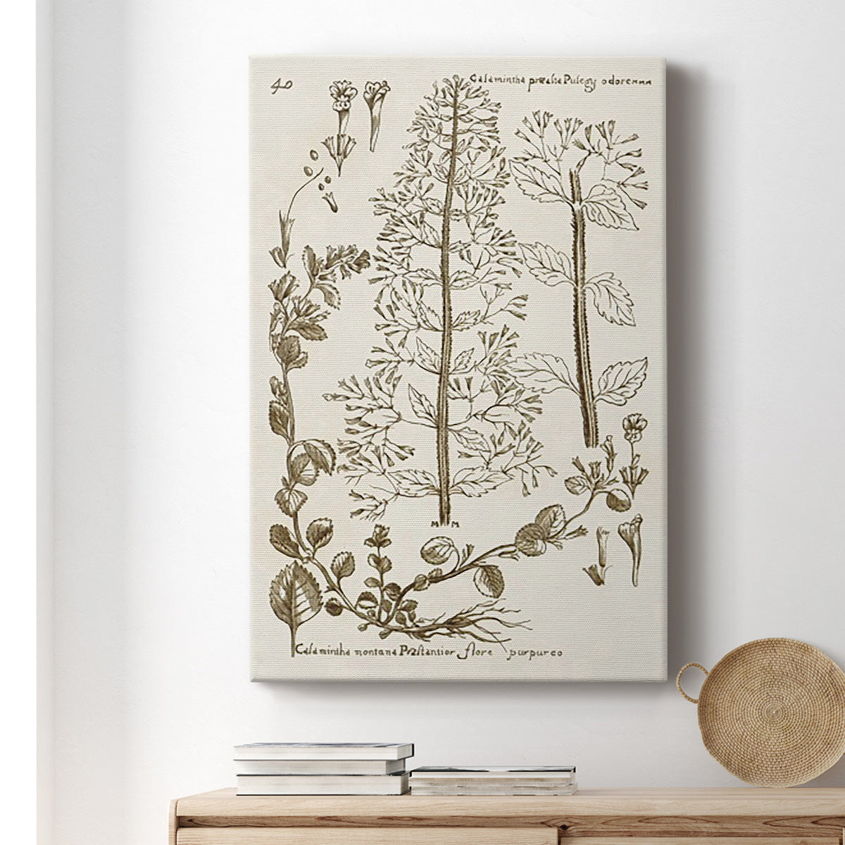 Sepia Botanical Journal V - Canvas Art Print