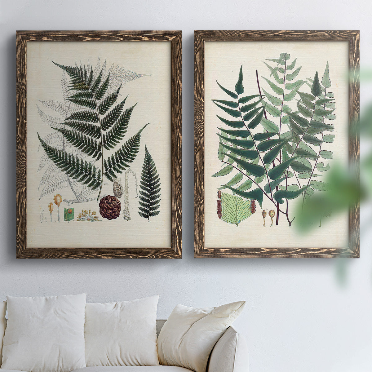 Set of two walnut barnwood framed canvas prints depicting varied green fronds, roots, spores, and archival labels arranged across two complementary compositions above a sofa in a bright living space.
