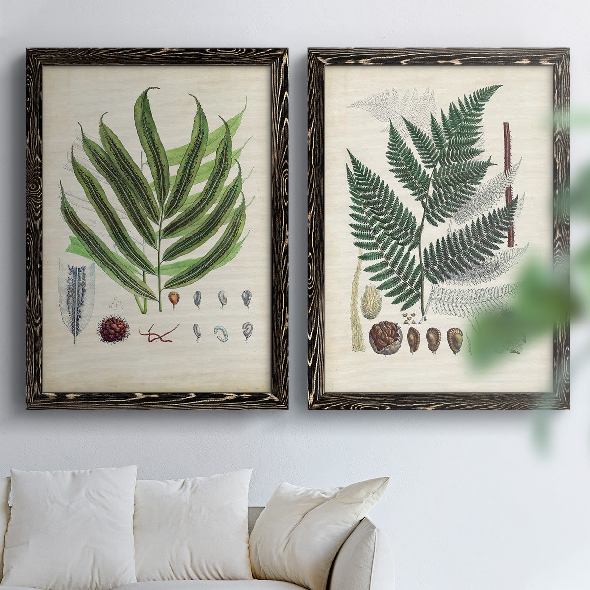 Collected Ferns III - Premium Framed Canvas 2 Piece Set - Ready to Hang