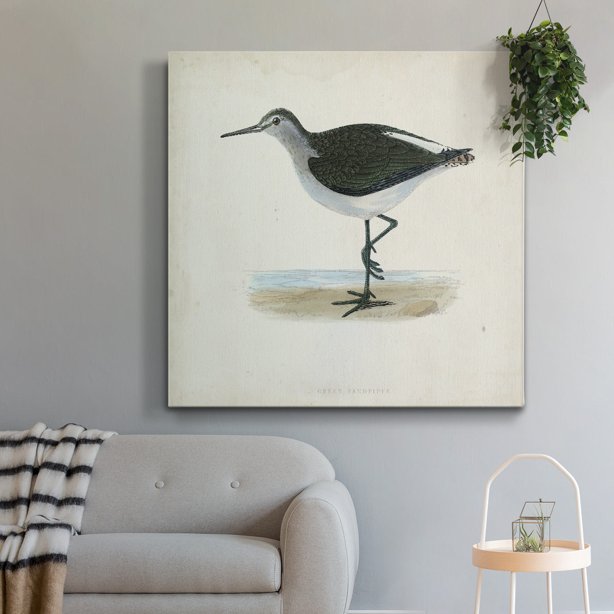 Morris Sandpipers VI - Canvas Art Print