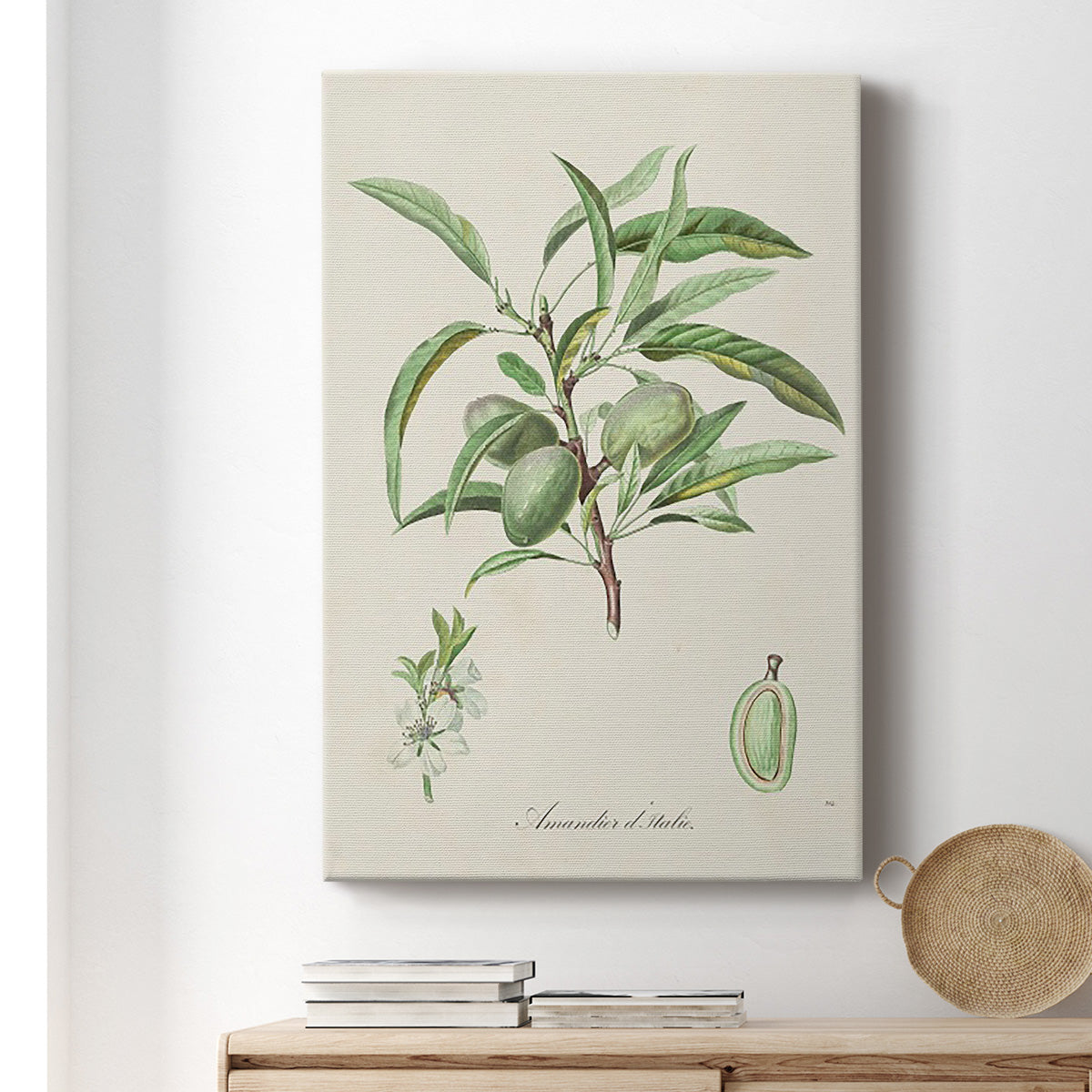 Antique Almond Botanical III Premium Gallery Wrapped Canvas - Ready to Hang