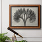Vintage botanical plant study photograph by Karl Blossfeldt in an ornate vintage burl wood frame displayed in a light-toned interior setting.