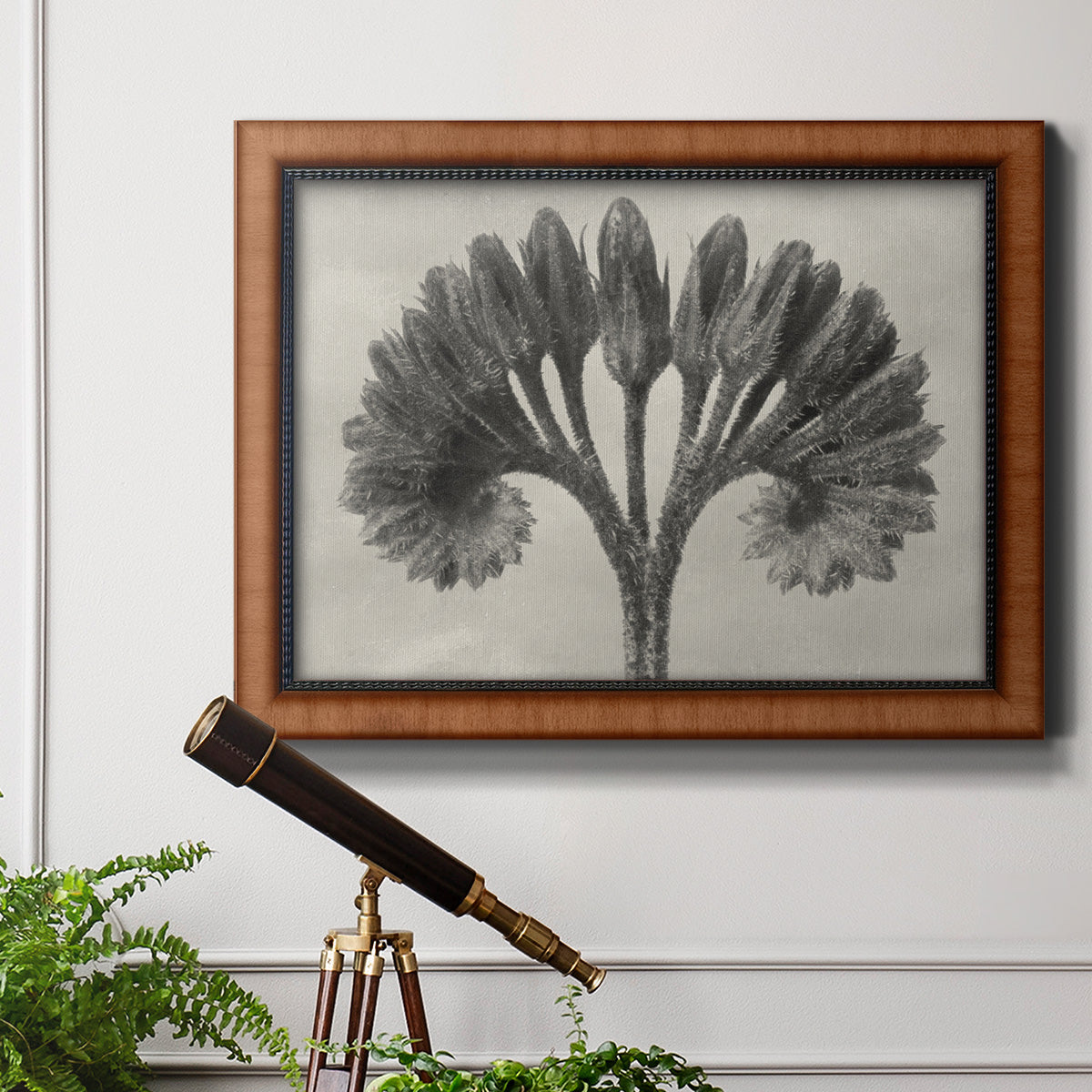Vintage botanical plant study photograph by Karl Blossfeldt in an ornate vintage burl wood frame displayed in a light-toned interior setting.