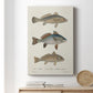 Species of Antique Fish III Premium Gallery Wrapped Canvas - Ready to Hang