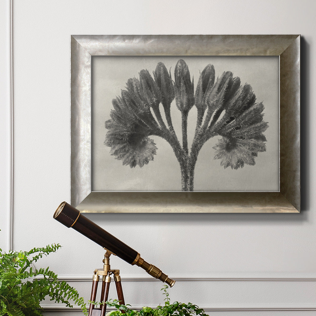 Vintage botanical plant study photograph by Karl Blossfeldt in an ornate mottled silver frame displayed in a light-toned interior setting.