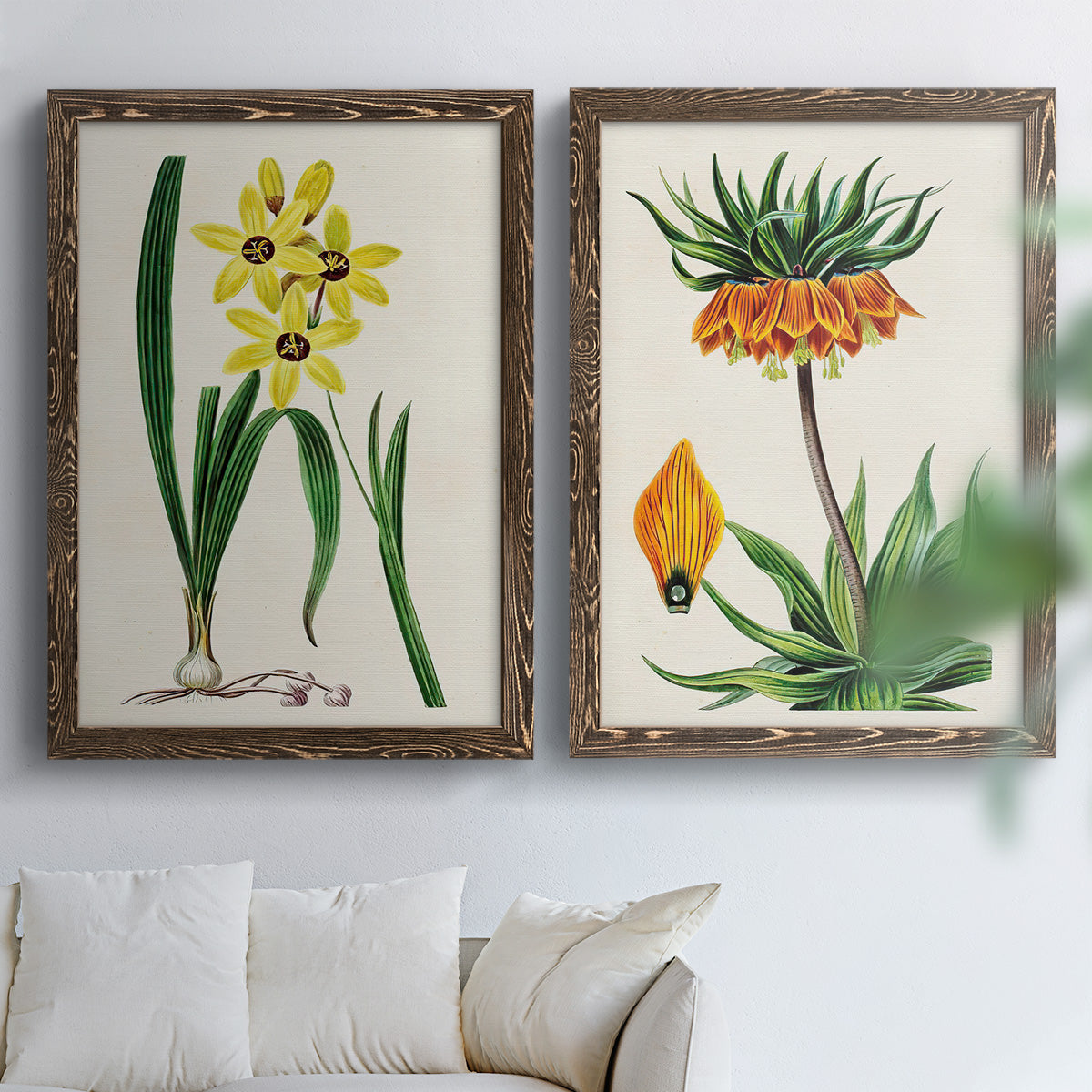 Set of two walnut barnwood framed canvas prints depicting detailed blossoms, leaves, roots, and archival cream grounds arranged across two complementary compositions above a sofa in a bright living space.