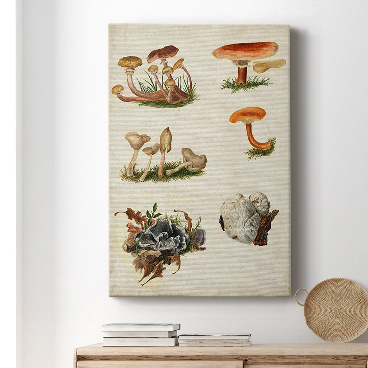 Mushroom Species X - Canvas Art Print