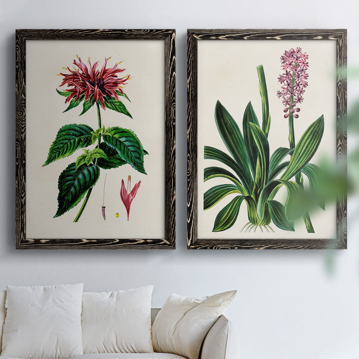 Set of two black barnwood framed canvas prints depicting detailed blossoms, leaves, roots, and archival cream grounds arranged across two complementary compositions above a sofa in a bright living space.