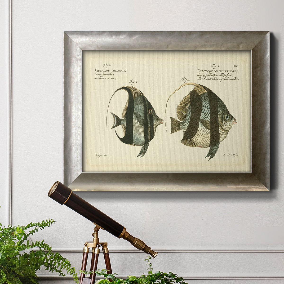 Bloch Antique Fish I Premium Framed Canvas- Ready to Hang