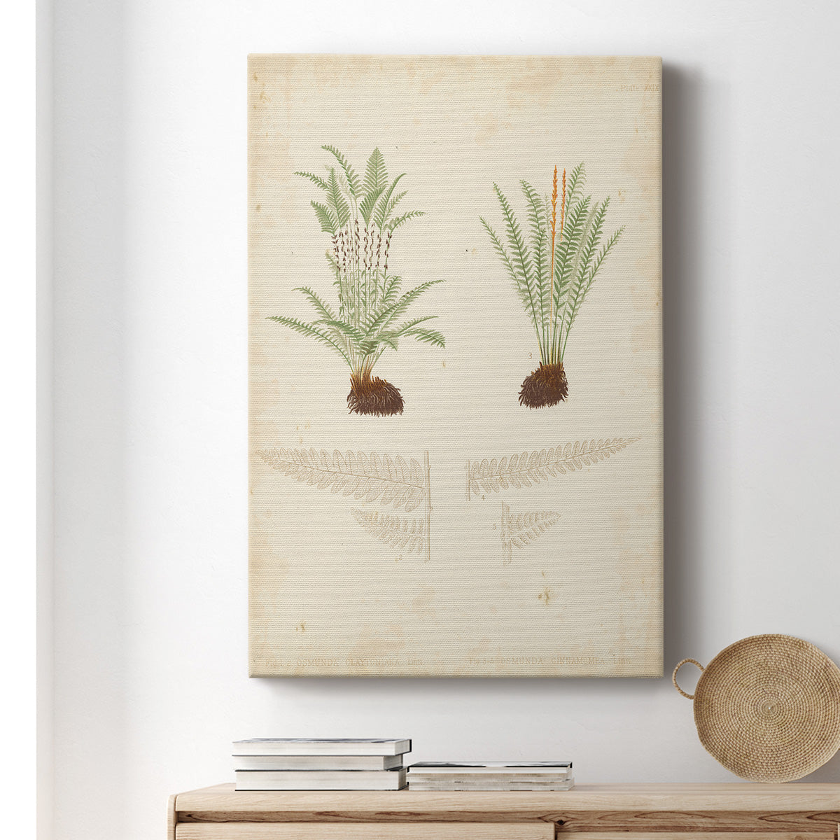 Fern Study III Premium Gallery Wrapped Canvas - Ready to Hang