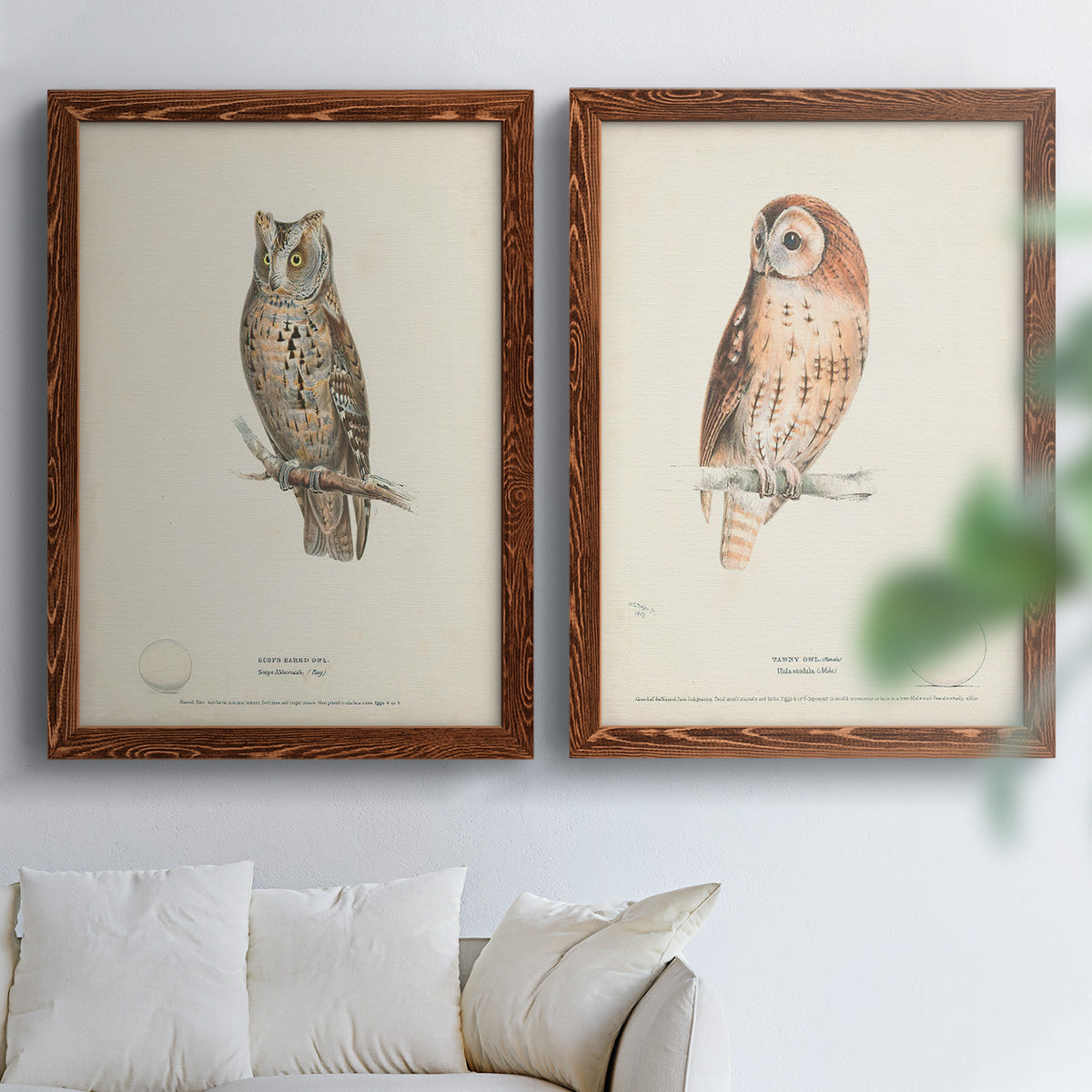 Scops- Eared Owl - Premium Framed Canvas 2 Piece Set - Ready to Hang